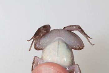 Media type: image;   Herpetology A-148549